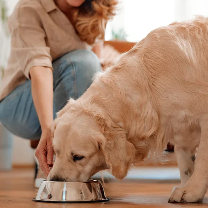 pet food naslova