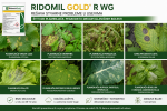 RIDOMIL GOLD R WG – JAKA ZAŠTITA OD PLAMENJAČE I PEGAVOSTI - Image 2