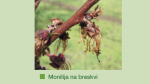 Signum protiv truleži - JAKA ZAŠTITA VOĆA I POVRĆA OD BOLESTI - Image 7