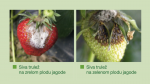 Signum protiv truleži - JAKA ZAŠTITA VOĆA I POVRĆA OD BOLESTI - Image 5