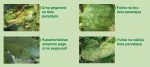 Signum protiv truleži - JAKA ZAŠTITA VOĆA I POVRĆA OD BOLESTI - Image 3