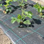 Agrotekstil folija za baštu – zaštita biljaka i sprečavanje korova (za oblutak, malč) - Image 3