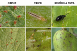 AMON 020 EW 5ml – insekticid i akaracid protiv grinja tripsa i kruškine buve - Image 2