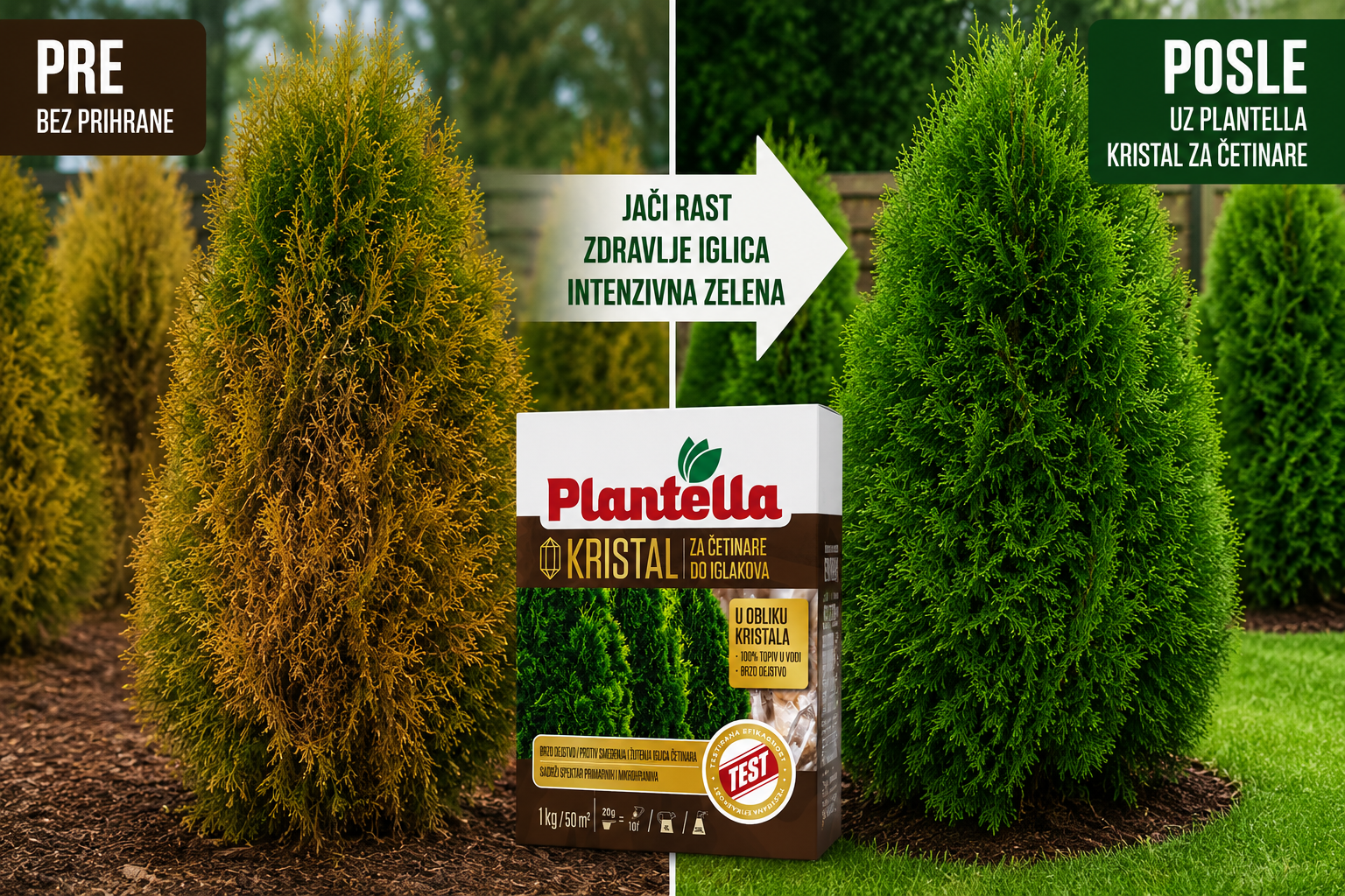 plantela za cetinare