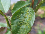 Afinex Insekticid protiv biljnih vaši 2,5 g - Image 3